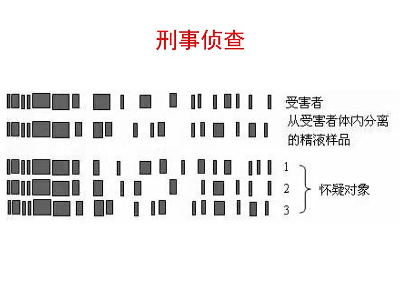 2.2 DNA、RNA 课件02