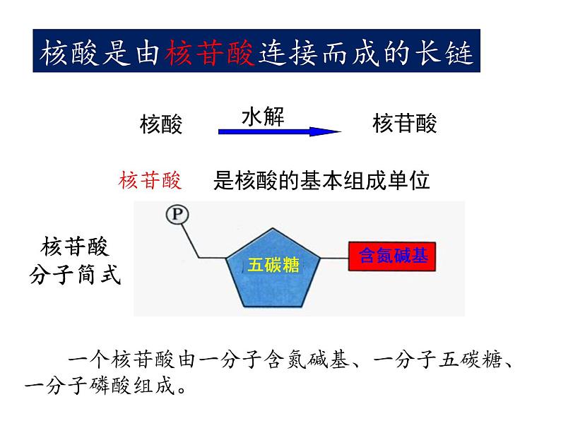 2.2 DNA、RNA 课件04