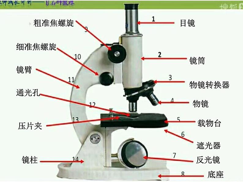 1.2，生物的多样性与统一性第2页