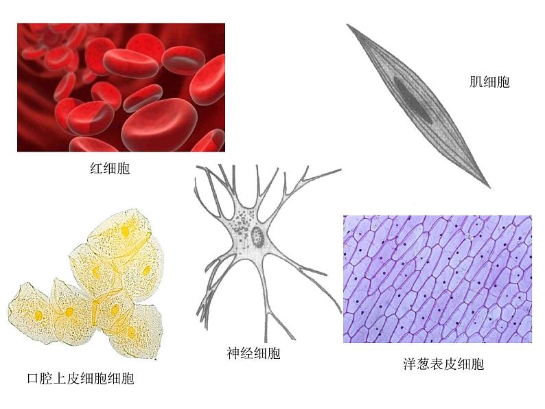 1.2，生物的多样性与统一性第6页