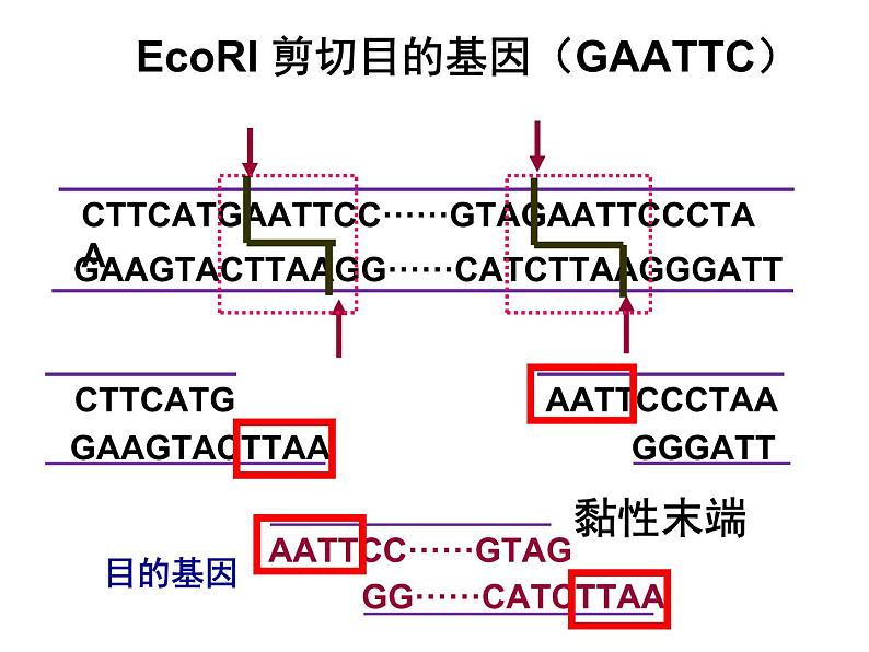 第2 接 基因工程及其应用 课件08