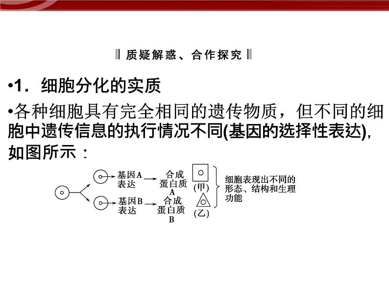 衡水高中用 人教版新课标 必修一  6-2 细胞的分化 课件07