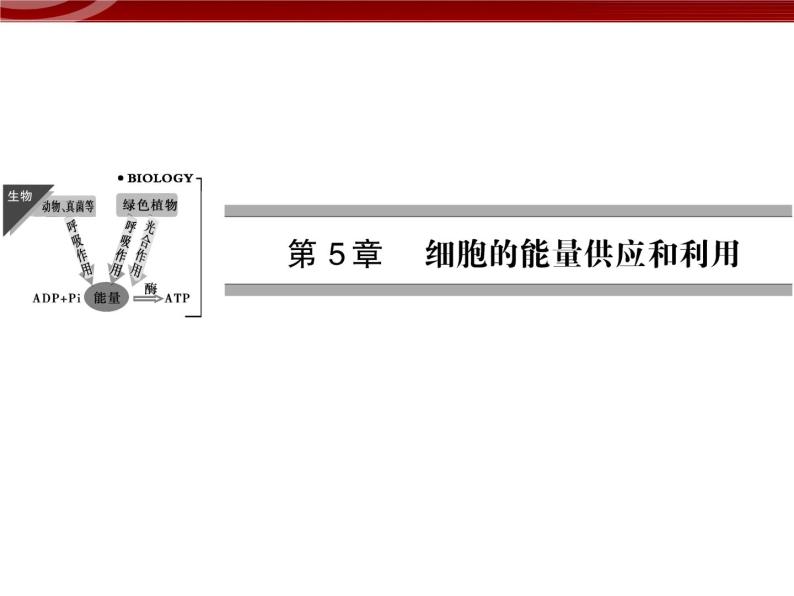 衡水高中用 人教版新课标 必修一  5-1 降低化学反应活化能的酶 课件01