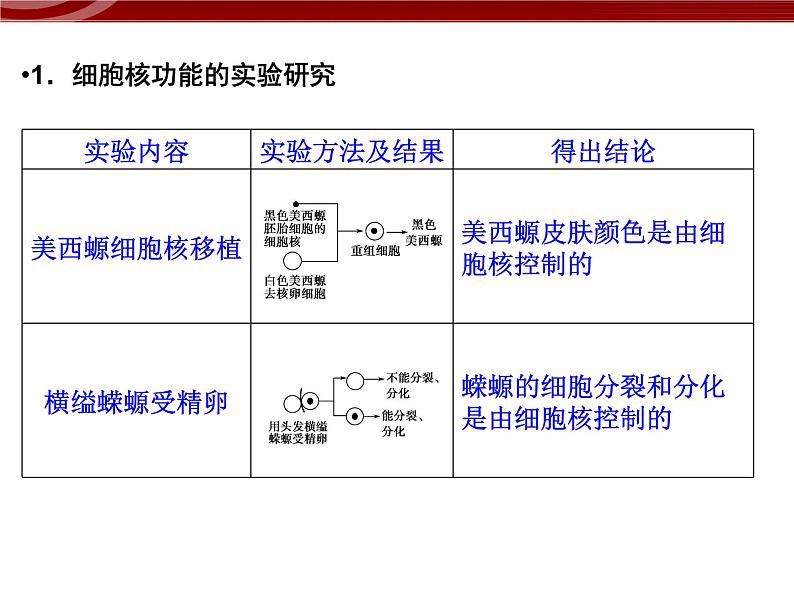 衡水高中用 人教版新课标 必修一  3-3 细胞核的结构与功能 课件05