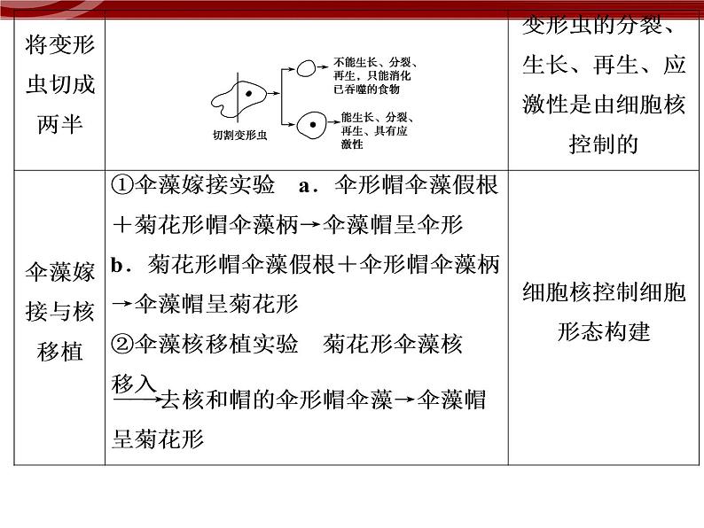 衡水高中用 人教版新课标 必修一  3-3 细胞核的结构与功能 课件06