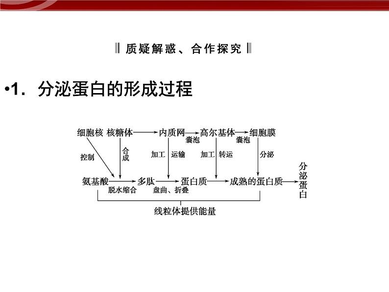 衡水高中用 人教版新课标 必修一  3-2-2 细胞器之间的分工合作 课件05