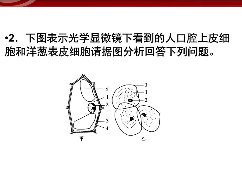 衡水高中用 人教版新课标 必修一  1-2 细胞的多样性和统一性 课件第7页