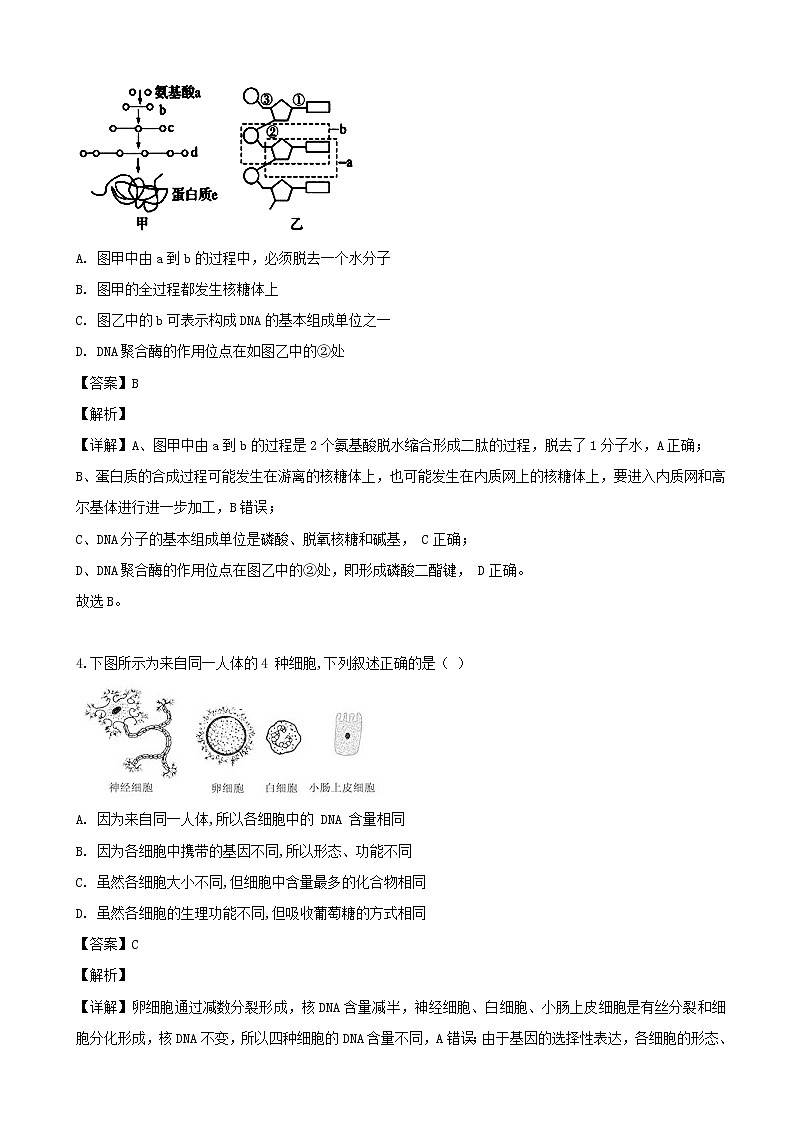 2020届江苏省宿迁市沭阳县重点自学高三上学期入学考试生物试题（解析版）02