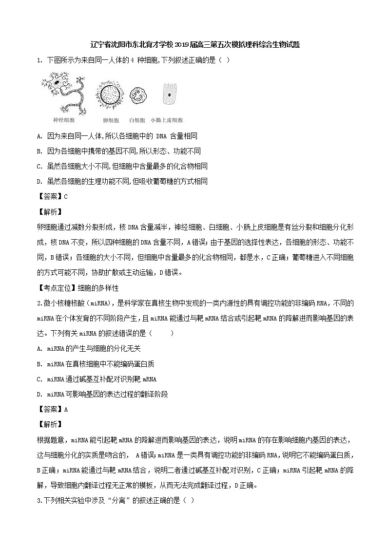 2019届辽宁省沈阳市东北育才学校高三下学期第五次模拟理科综合生物试题（解析版）第1页