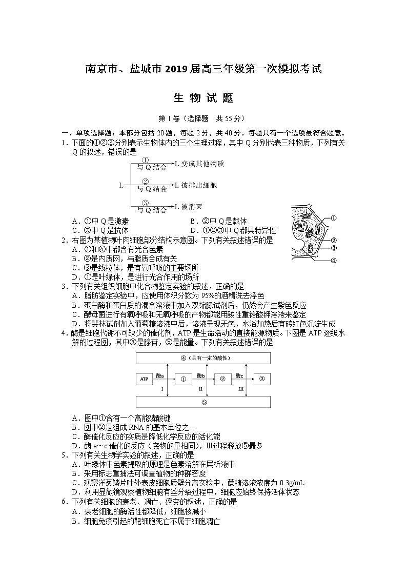 2019届江苏省南京市、盐城市高三第一次模拟考试（1月） 生物第1页
