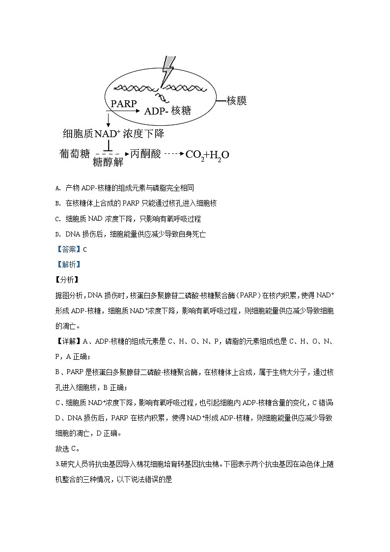 天津市和平区耀华中学2019届高三下学期第三次月考生物试题02