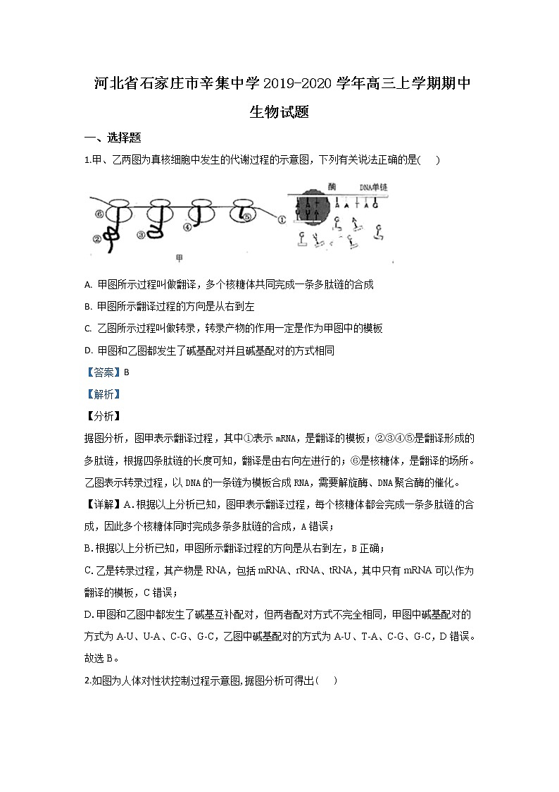 河北省石家庄市辛集中学2020届高三上学期期中考试生物试题01