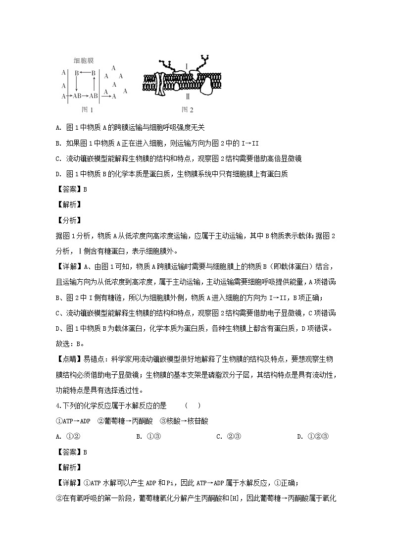 河南省实验中学2020届高三上学期期中考试生物试题03