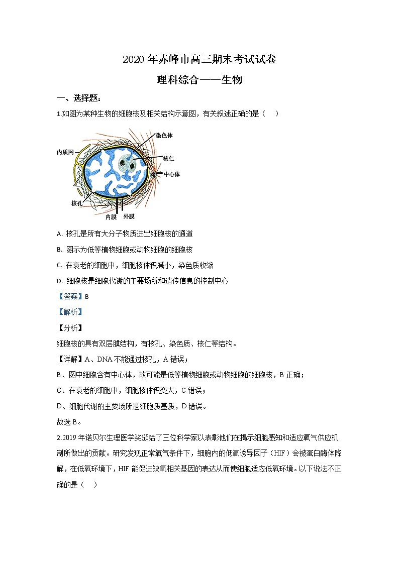 内蒙古赤峰市2020届高三上学期期末考试生物试题01