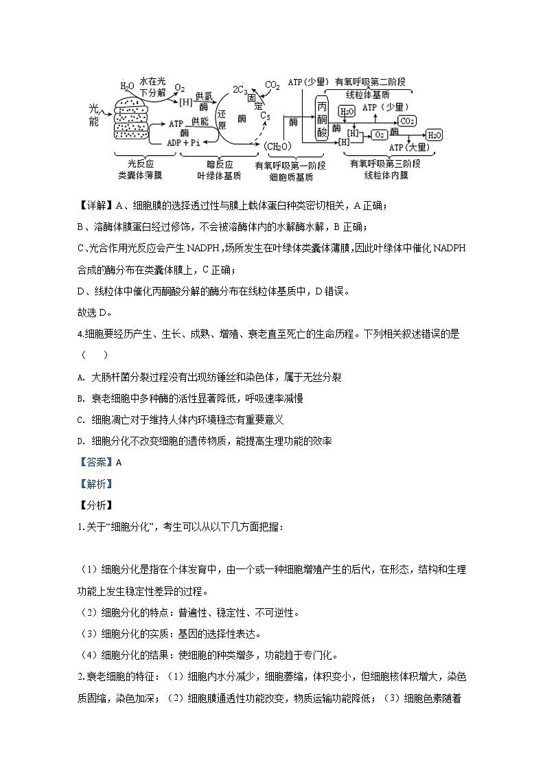 山东省聊城市2020届高三下学期开学检测生物试题03