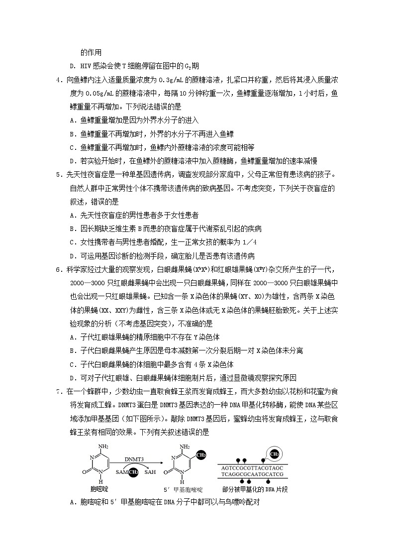 山东省烟台市2020届高三高考适应性练习（一）生物试题第2页