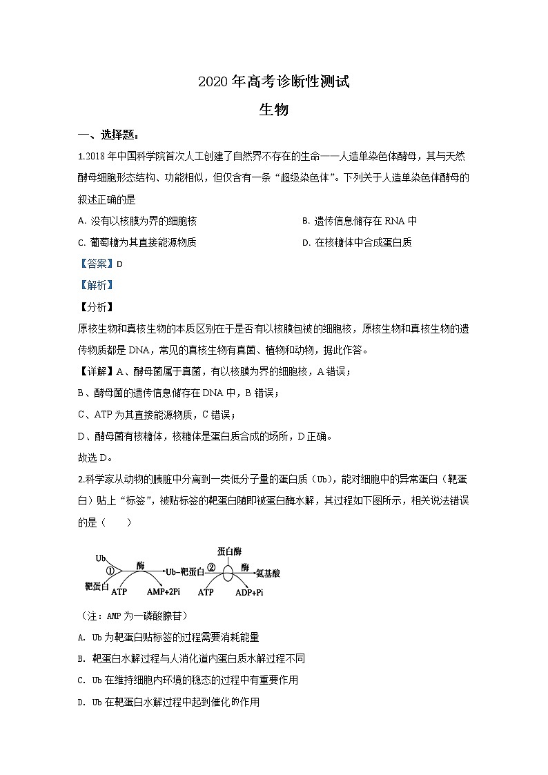 山东省烟台市2020届高三高考诊断性测试（高三一模）生物试题01