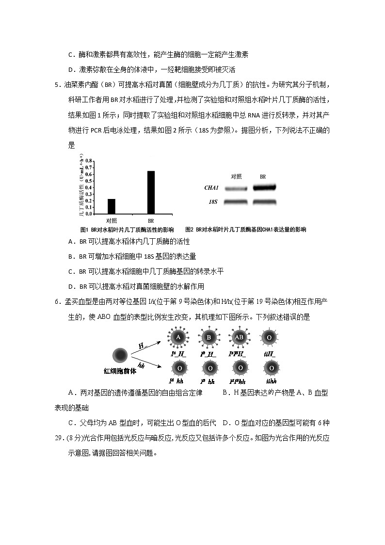 云南省曲靖市第一中学2020届高三模拟考试生物试题第2页