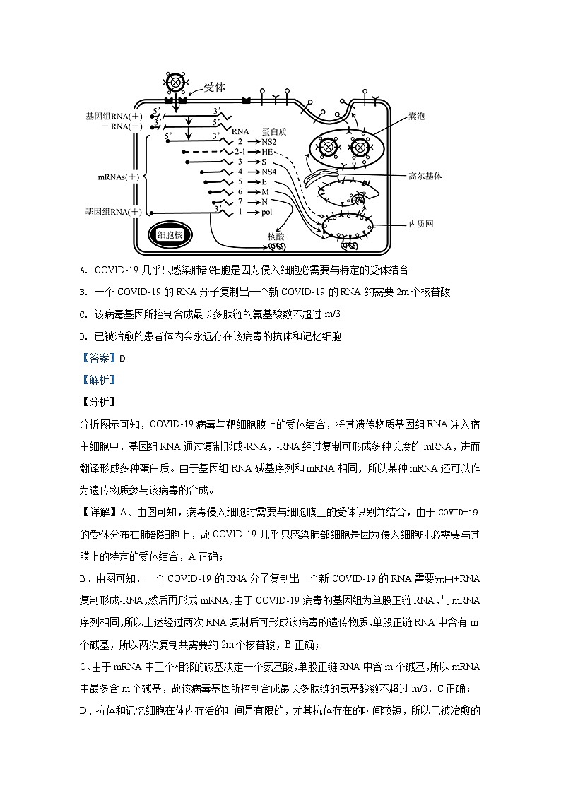 内蒙古赤峰市2020届高三4月模拟生物试题第3页