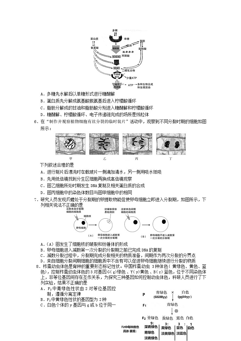 北京市房山区2020届高三下学期衔接诊断测试（二）生物试题 Word含答案02