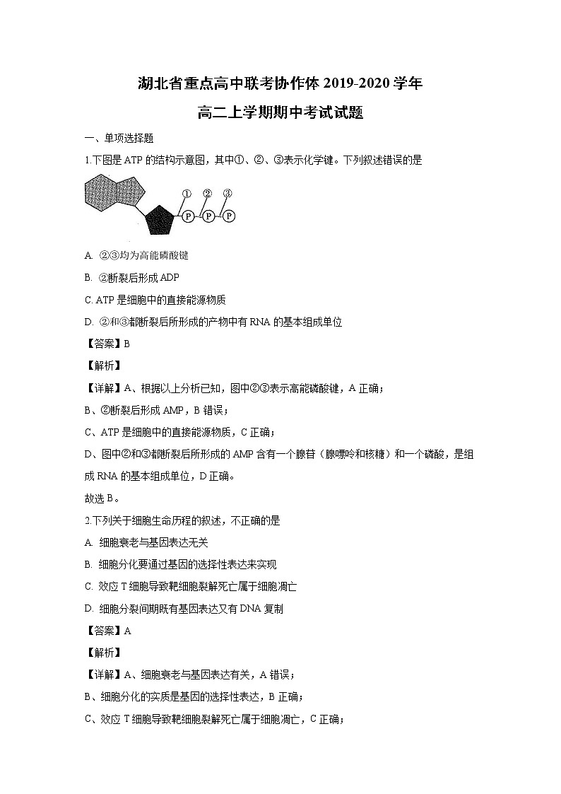 【生物】湖北省重点高中联考协作体2019-2020学年高二上学期期中考试试题（解析版）01