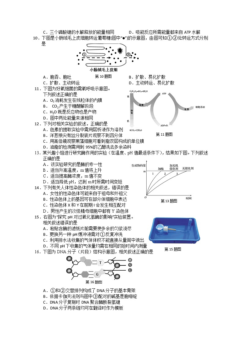 2018-2019学年浙江省丽水市高二上学期期末教学质量监控生物试题 Word版第2页