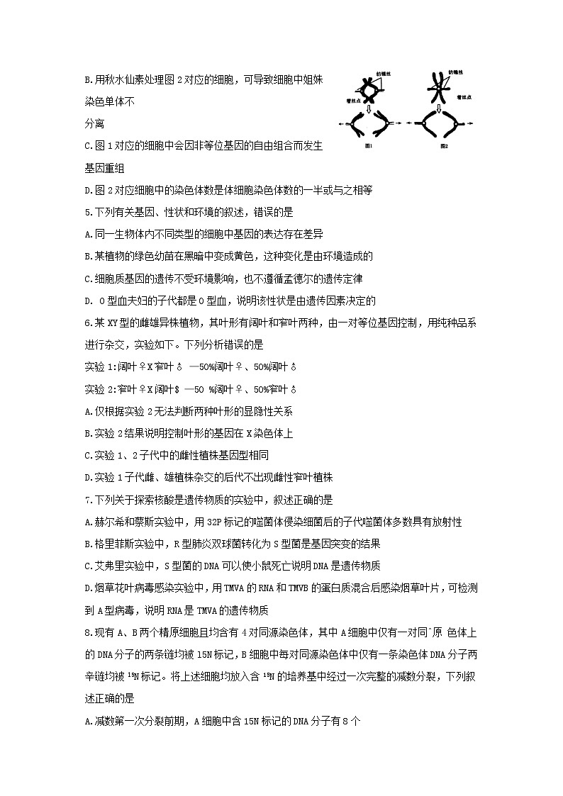 2019-2020学年河南省洛阳市高二上学期期末考试  生物  （Word版）02