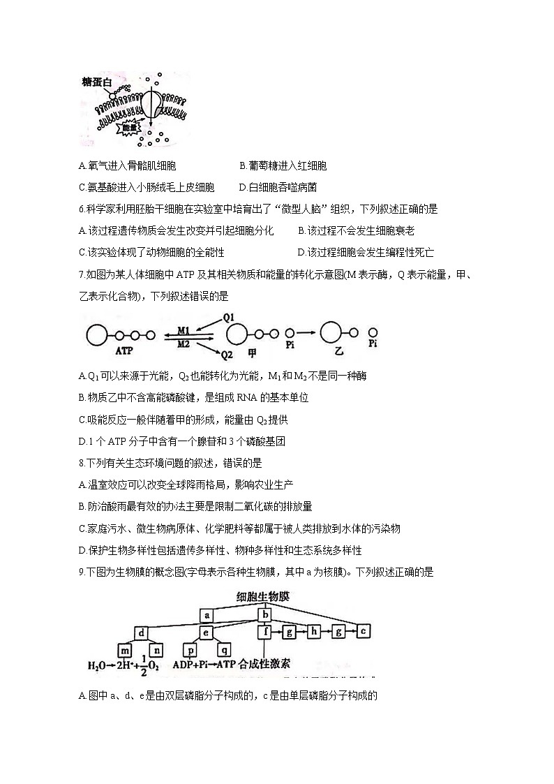 2019-2020学年浙江省杭州市七县区高二上学期期末考试 生物 word版02