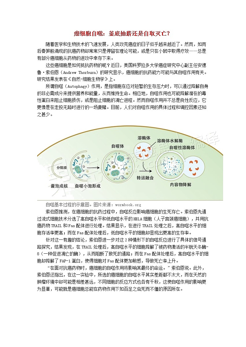高中生物生命奥秘癌细胞自噬：釜底抽薪还是自取灭亡？素材 试卷01