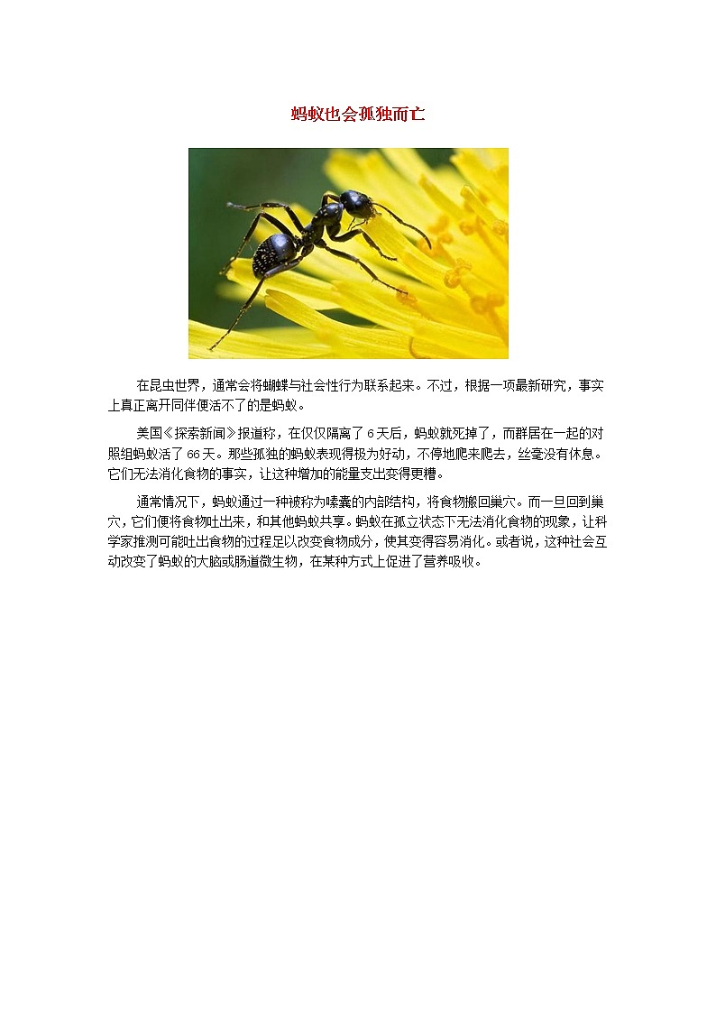 高中生物趣闻蚂蚁也会孤独而亡素材第1页