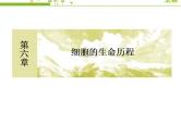 （新）人教版高中生物必修1教学课件：6-1-2动植物细胞有丝分裂的异同及观察根尖分生区组织细胞的有丝分裂