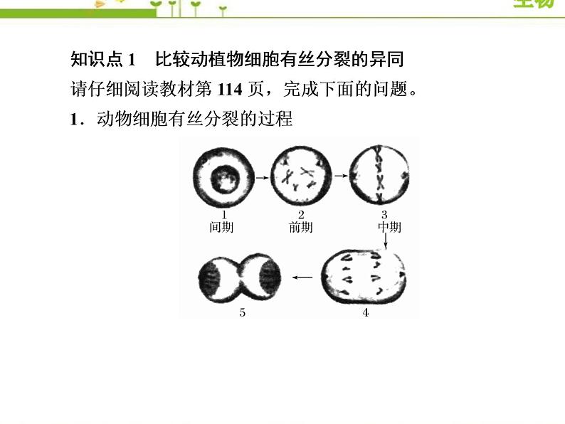 （新）人教版高中生物必修1教学课件：6-1-2动植物细胞有丝分裂的异同及观察根尖分生区组织细胞的有丝分裂06