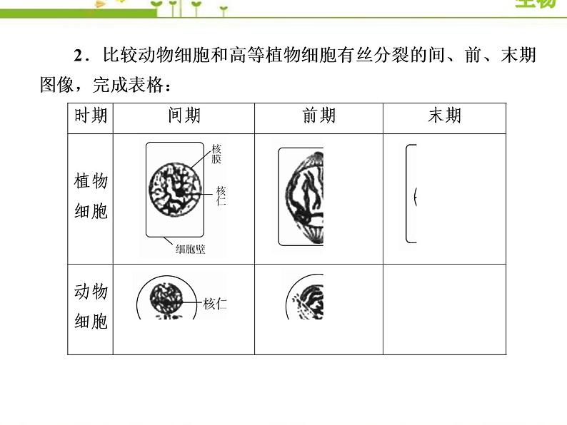 （新）人教版高中生物必修1教学课件：6-1-2动植物细胞有丝分裂的异同及观察根尖分生区组织细胞的有丝分裂08