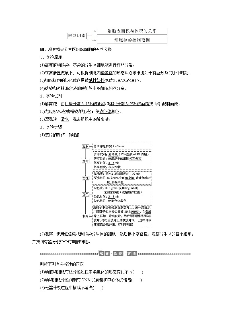 （新）人教版高中生物必修1学案：6.1.2 动植物细胞有丝分裂的区别和观察有丝分裂实验（含解析）02