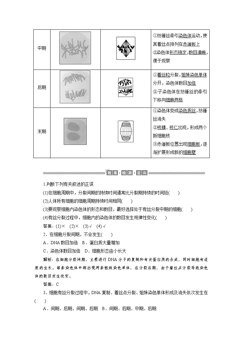 （新）人教版高中生物必修1学案：6.1.1 细胞周期和高等植物细胞的有丝分裂（含解析）02