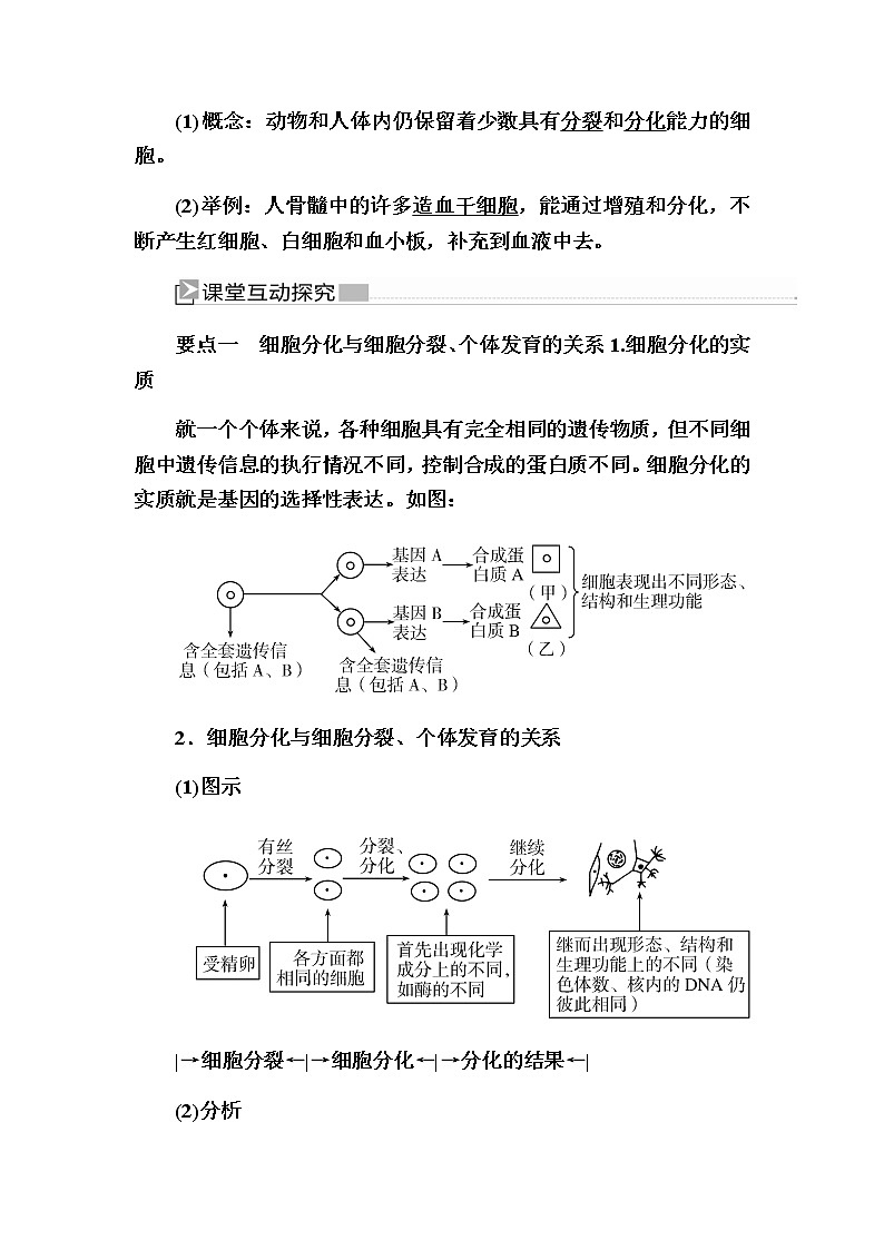 （新）人教版高中生物必修1教学讲义：6-2细胞的分化03