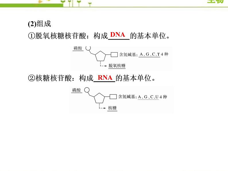 （新）人教版高中生物必修1教学课件：2-5核酸是遗传信息的携带者08