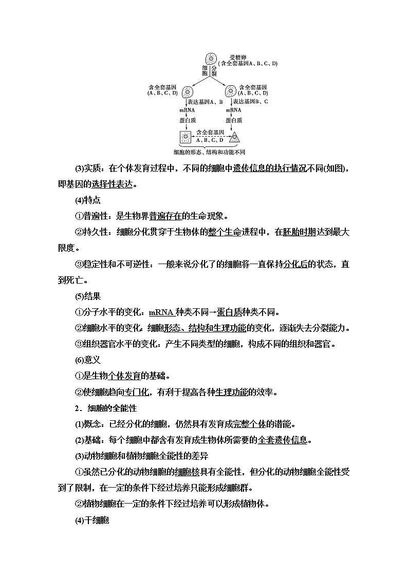 2021高三生物人教版一轮教师用书：必修1第4单元第3讲　细胞的分化、衰老、凋亡和癌变02
