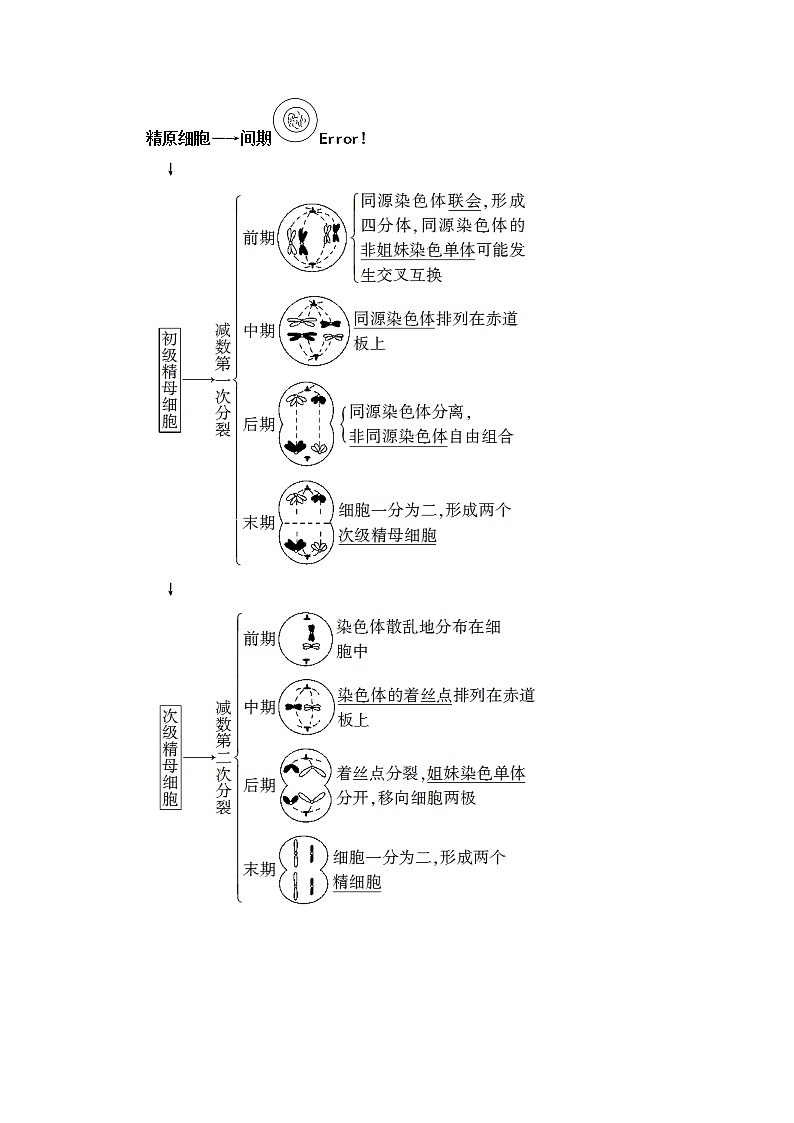 2021高三生物人教版一轮教师用书：必修1第4单元第2讲　减数分裂和受精作用第2页