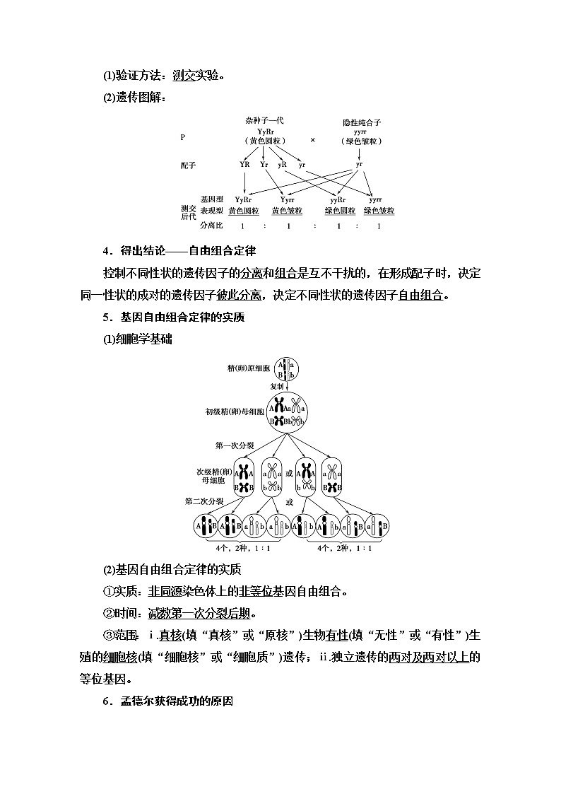 2021高三生物人教版一轮教师用书：必修2第5单元第2讲　孟德尔的豌豆杂交实验（二）第3页