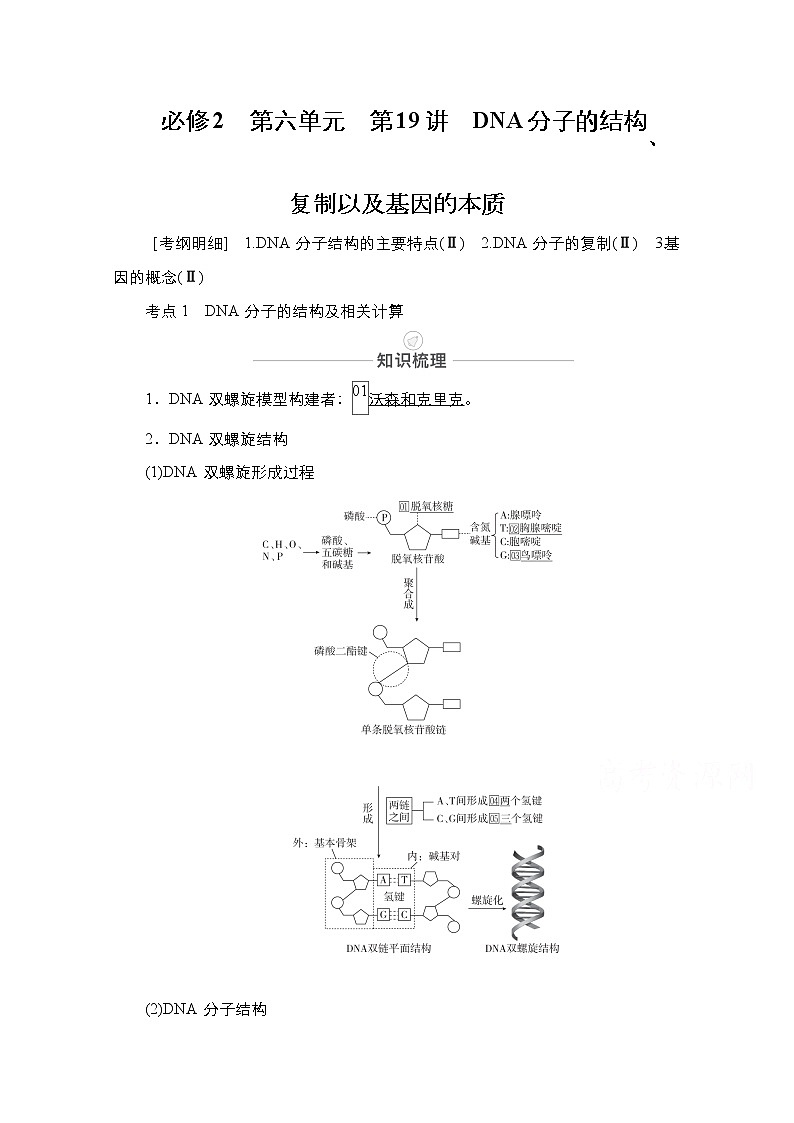 2021届高考生物人教版一轮创新教学案：第6单元第19讲DNA分子的结构、复制以及基因的本质第1页