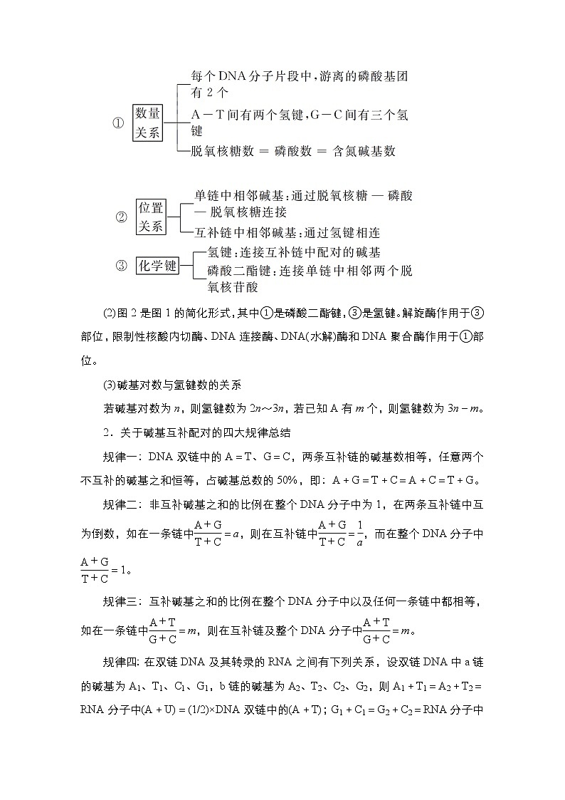 2021届高考生物人教版一轮创新教学案：第6单元第19讲DNA分子的结构、复制以及基因的本质第3页