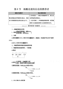 高中生物人教版 (2019)必修1《分子与细胞》第2章 组成细胞的分子第5节 核酸是遗传信息的携带者学案