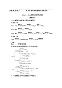 高中生物人教版 (2019)必修1《分子与细胞》第5章 细胞的能量供应和利用综合与测试导学案