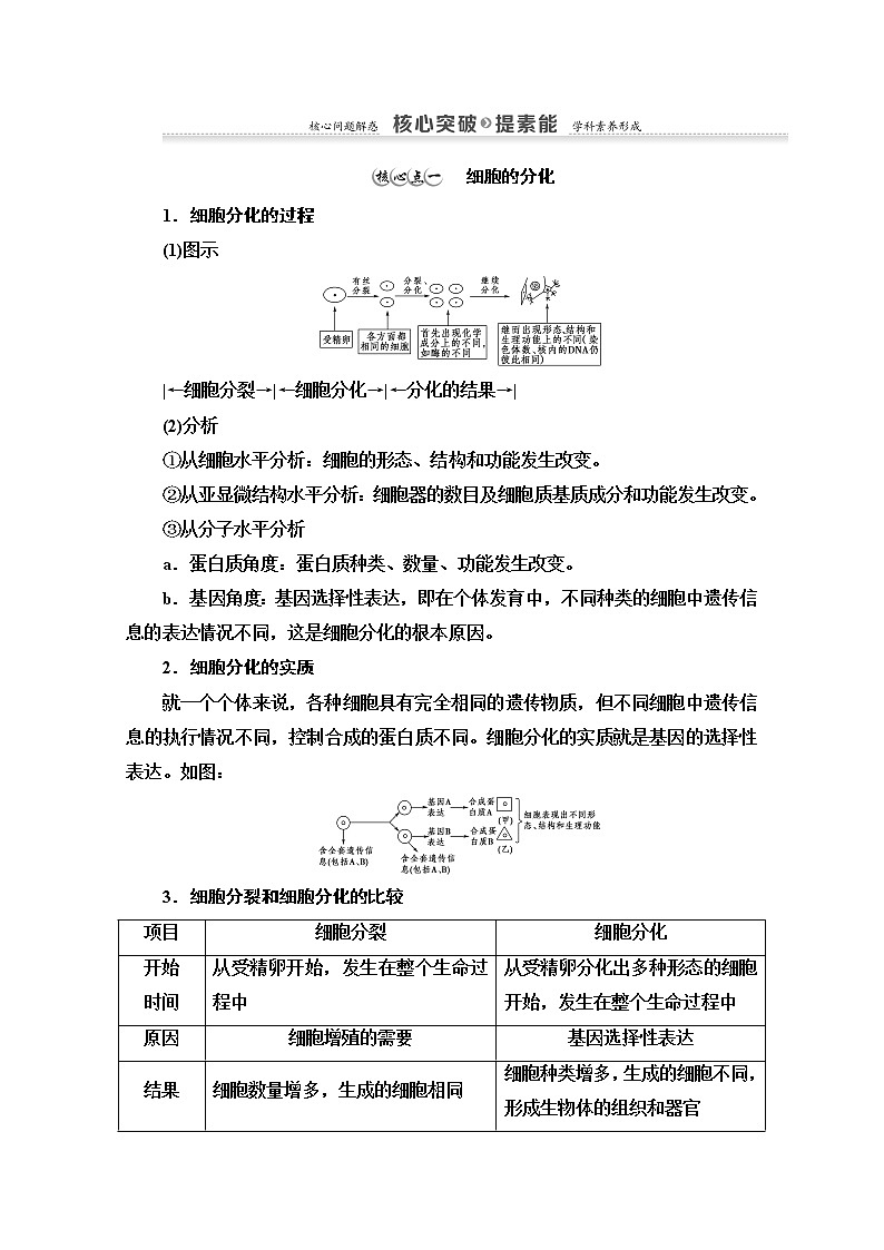 （新）人教版必修1学案：第6章 第2节　细胞的分化（含解析）第3页