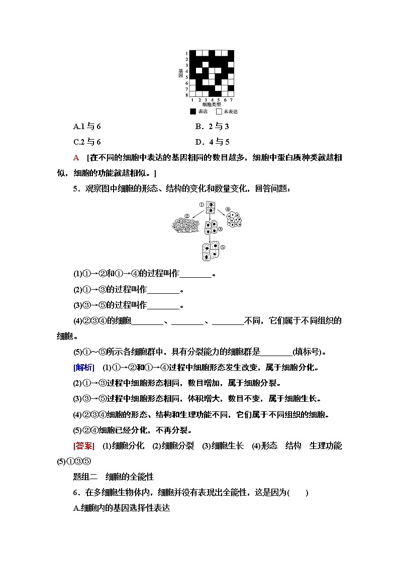 （新）人教版必修1课时分层作业：6.2　细胞的分化（含解析） 练习02