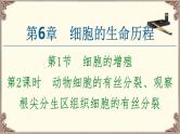 （新）人教版必修1：第6章 第1节 第2课时　动物细胞的有丝分裂、观察根尖分生区组织细胞的有丝分裂 PPT课件