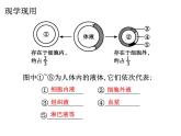 1.1 細(xì)胞生活的環(huán)境  課件【新教材】人教版（2019）高中生物選擇性必修1 （50張PPT）