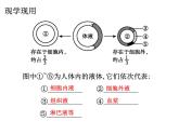 1.1 细胞生活的环境  课件【新教材】人教版（2019）高中生物选择性必修1 （50张PPT）