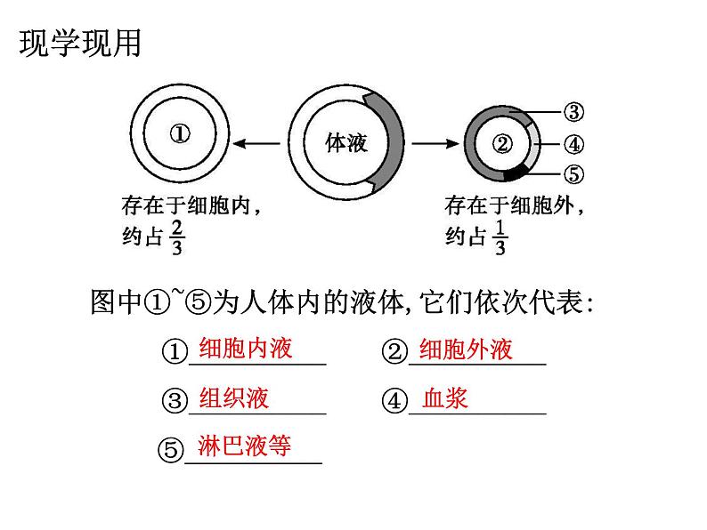 1.1 细胞生活的环境  课件【新教材】人教版（2019）高中生物选择性必修1 （50张PPT）04